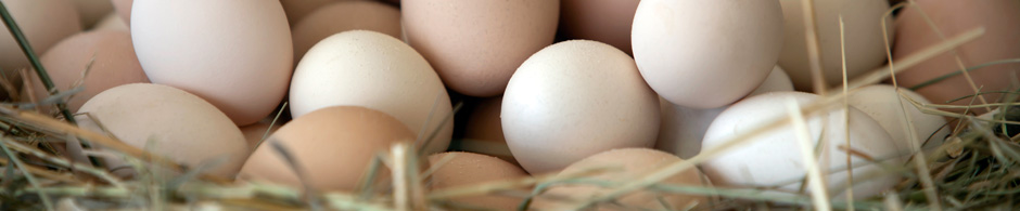 Frische Eier in Braunschweig